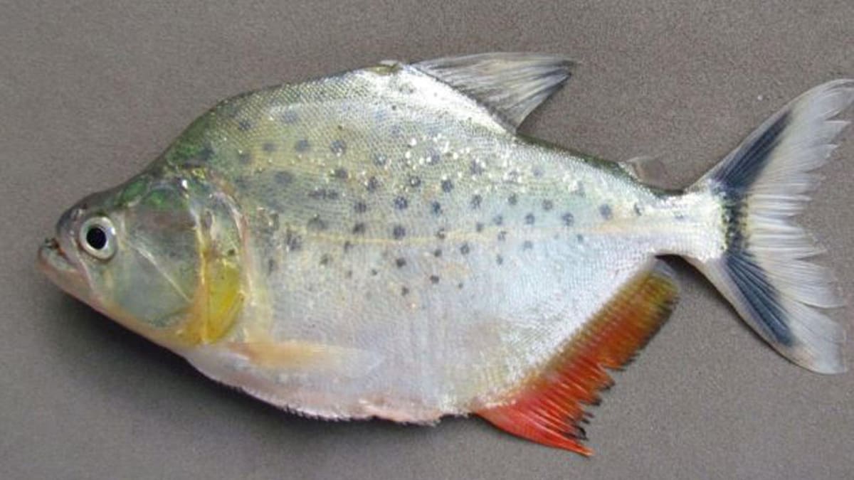 Nueva especie de piraña en el Amazonas. Foto: EFE.