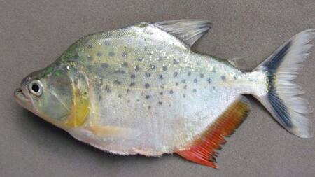 Nueva especie de piraña en el Amazonas. Foto: EFE.