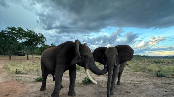 Video viral: registraron el comportamiento de una manada de elefantes con sus crías durante un sismo en California