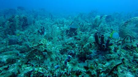 Arrecife de mar. Foto: Unsplash