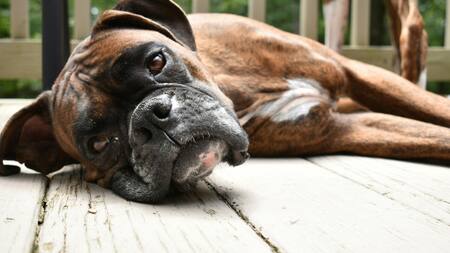 Por qué los perros giran en círculos antes de acostarse. Foto Unsplash.