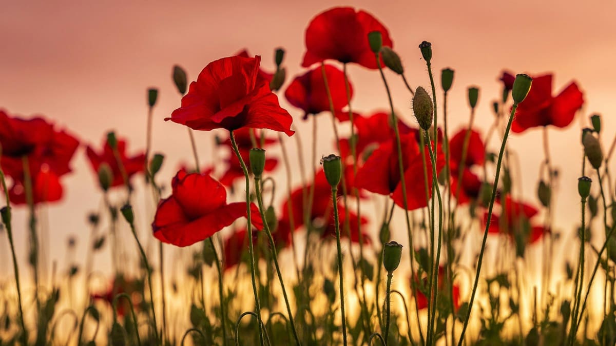 Amapola. Foto: Unsplash.
