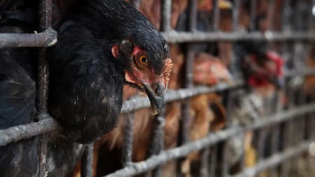 Gripe aviar, salud. Foto: EFE