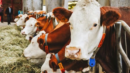 Ante la demanda de alimentos a nivel mundial, empresarios extranjeros ven al agro argentino como una oportunidad de negocio