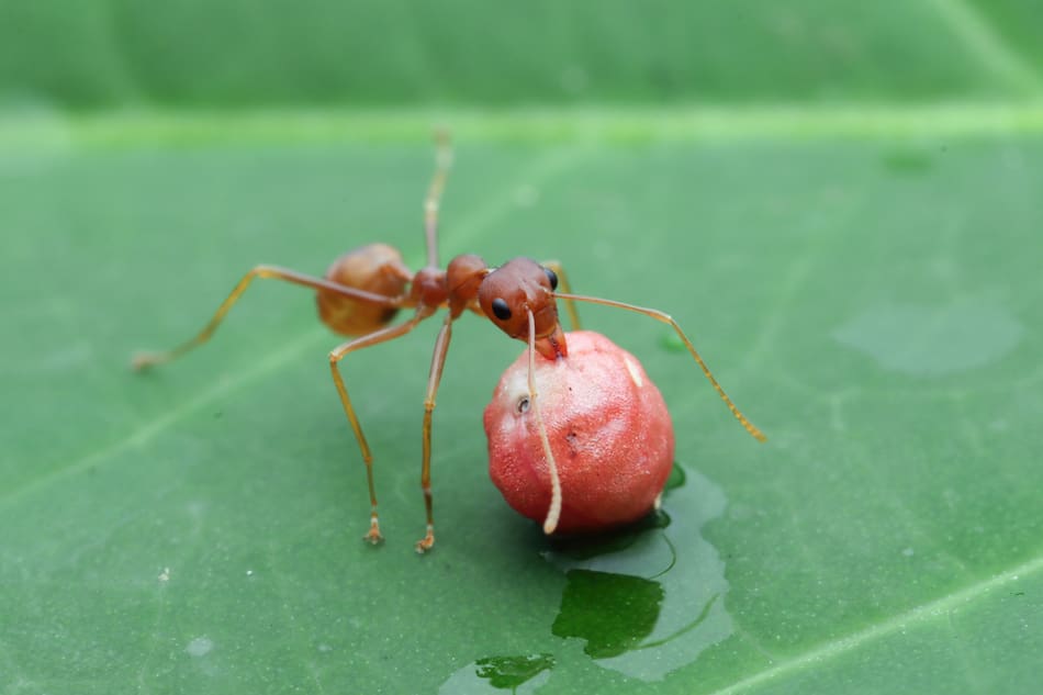 Hormiga. Foto: Freepik.