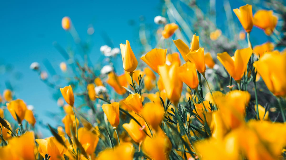 Se viene la primavera en el hemisferio sur.