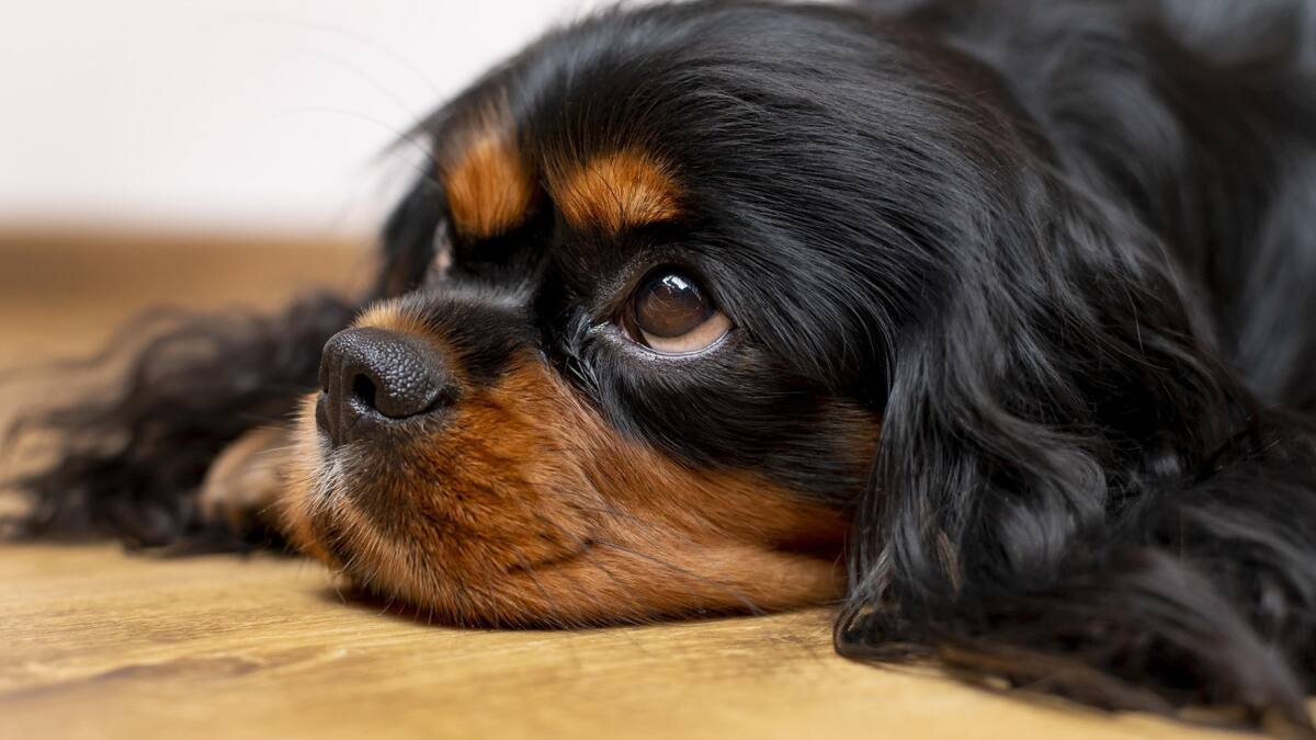 Brasil permite enterrar a las mascotas con sus dueños