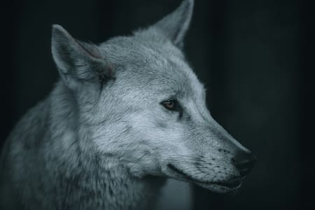 El lobo huargo fue protagonista en "Games of Thrones". Foto: Unsplash.