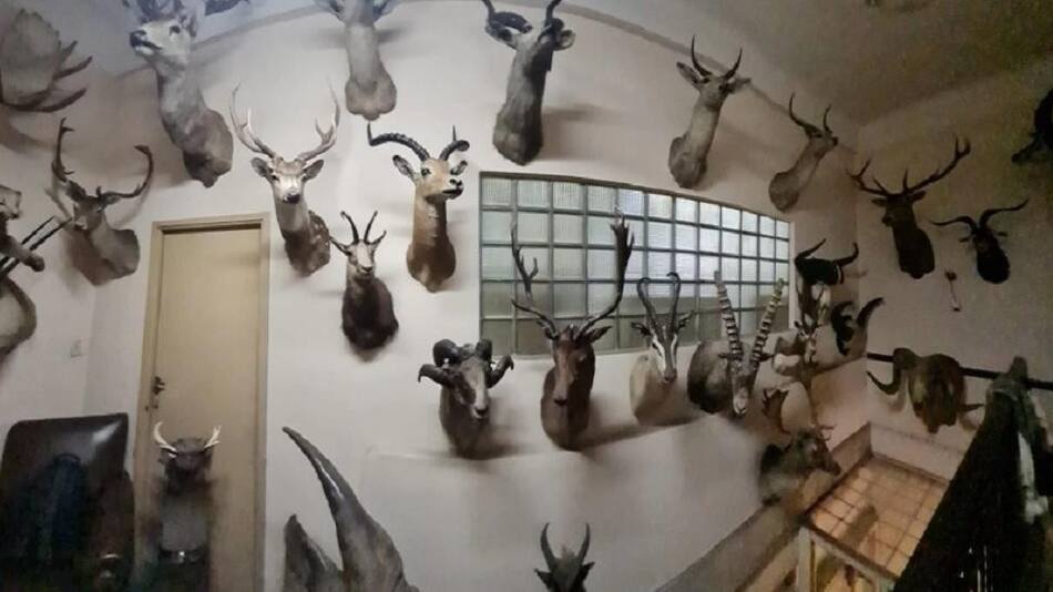 Animales exóticos taxidermizados