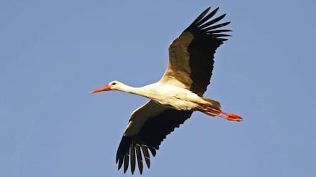 El compartamiento de los animales migratorios. Foto X.