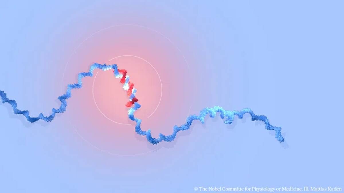 Qué es el microARN, el descubrimiento con el que dos investigadores de Estados Unidos se ganaron el Nobel de Medicina. Foto: NA.