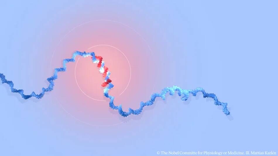 Qué es el microARN, el descubrimiento con el que dos investigadores de Estados Unidos se ganaron el Nobel de Medicina. Foto: NA.
