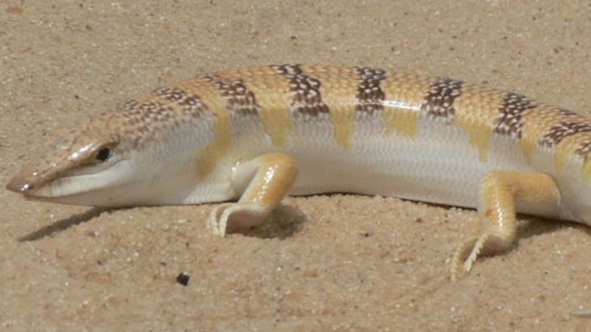 Scincus scincus, conocido como el "pez de arena".