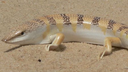 Desaparece sin dejar rastro: el misterioso “pez de arena” del Sahara que desafía a la biología