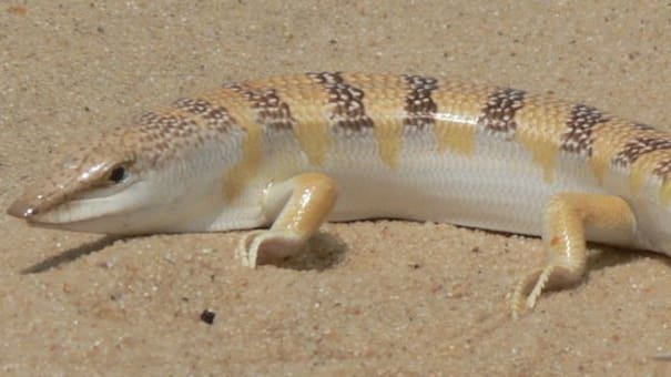 Desaparece sin dejar rastro: el misterioso “pez de arena” del Sahara que desafía a la biología