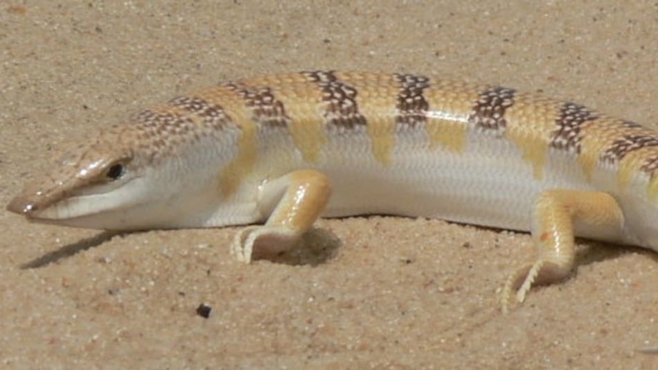 Scincus scincus, conocido como el "pez de arena".