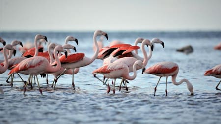 Una de las lagunas más grandes del mundo. Foto X.