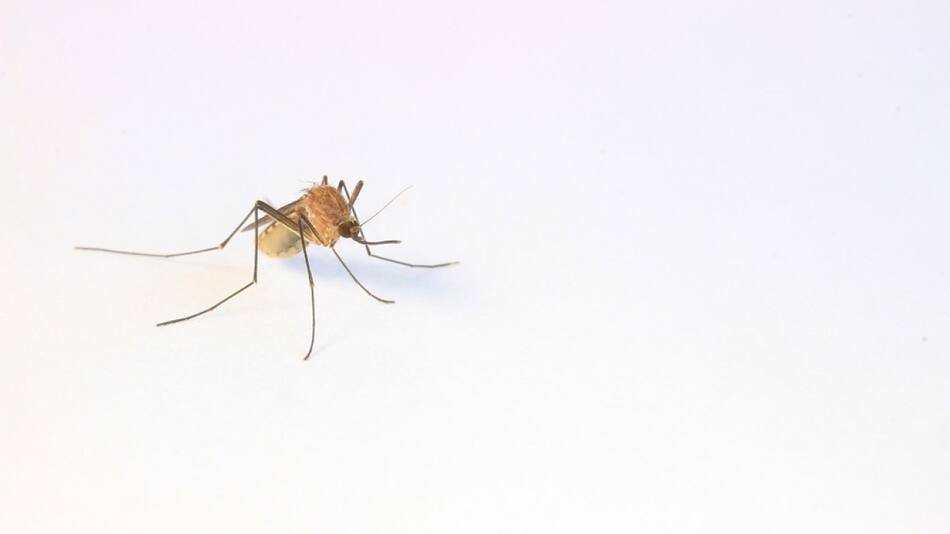 Mosquito. Foto: Unsplash.
