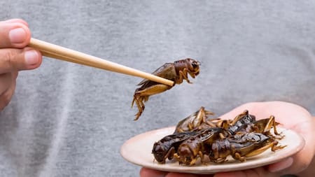 ¿Qué comerán los humanos en el futuro?, según la ONU. Foto: iStock