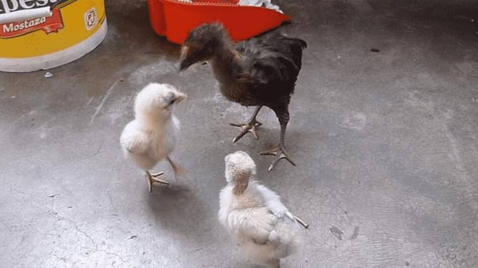 Video viral - gallina y pollitos