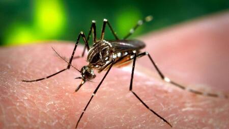 Mosquito transmisor del dengue. Foto: REUTERS