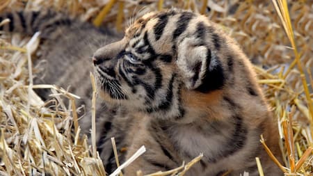 Tigresa de Sumatra nacida en Roma, Italia. Foto: EFE.