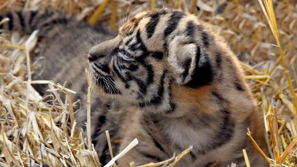 Tigresa de Sumatra nacida en Roma, Italia. Foto: EFE.
