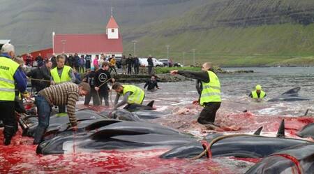 Masacraron a 250 ballenas y delfines en las Islas Feroe