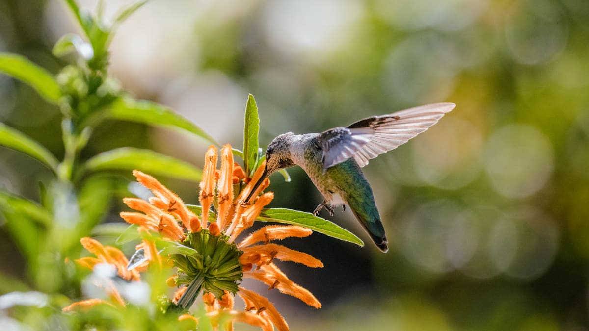 ¿Querés un jardín lleno de colibríes y mariposas?
