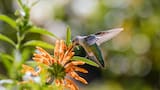 ¿Querés un jardín lleno de colibríes y mariposas?: 4 plantas para atraerlos y crear un espacio de ensueño