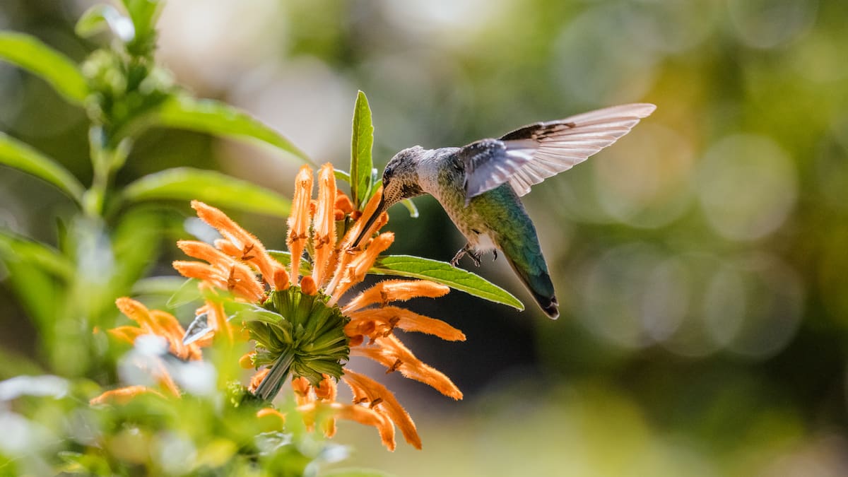 ¿Querés un jardín lleno de colibríes y mariposas?: 4 plantas para atraerlos y crear un espacio de ensueño