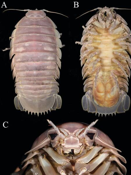 Encontraron un crustáceo parecido a Darth Vader. Fuente: Revista Zookeys