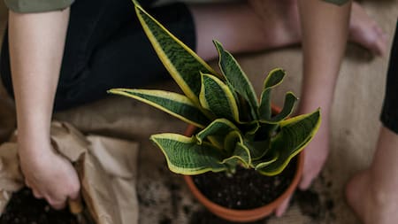 Sansevieria, lengua de suegra.