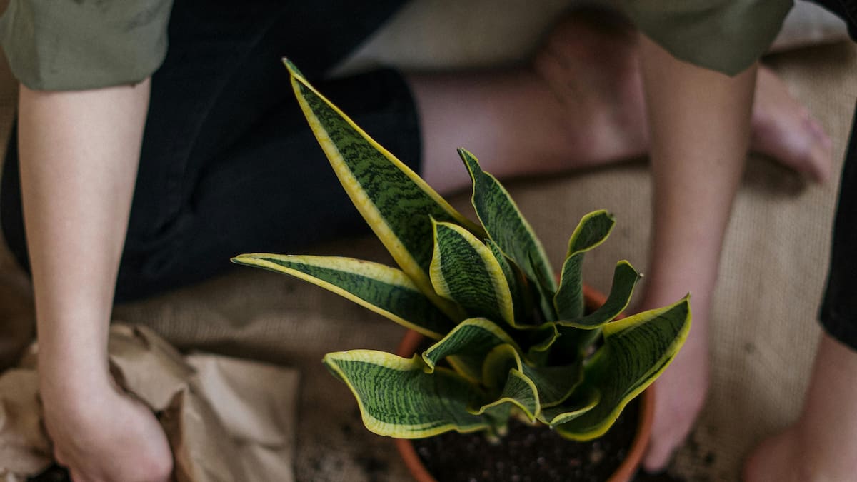 Sansevieria, lengua de suegra.