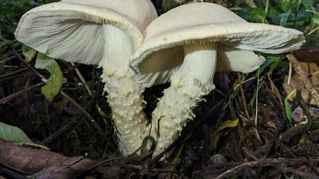 El hogo hallado fue bautizado "Messi". Fuente: NA