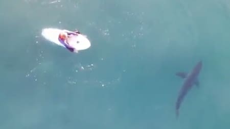 Encuentro entre un surfista y un tiburón. Foto: captura