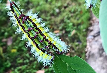 Gata peluda. Foto: X