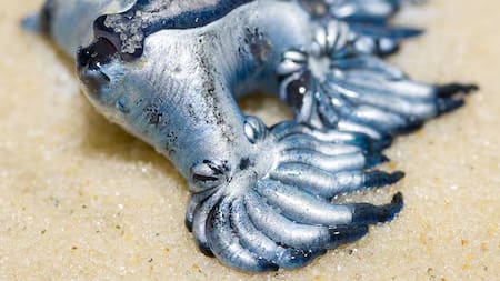 "Dragón azul" (Glaucus atlanticus).