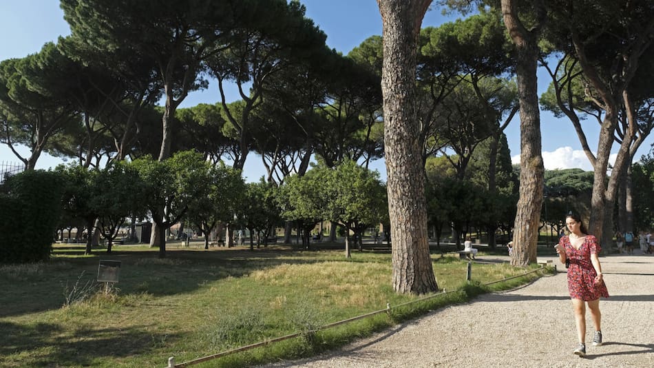 Árboles. Foto: EFE.