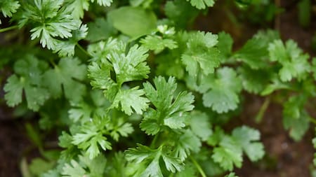 Cilantro. Foto: Unsplash