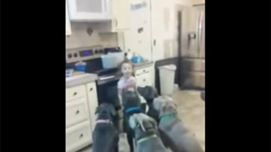 Nena controla pitbulls