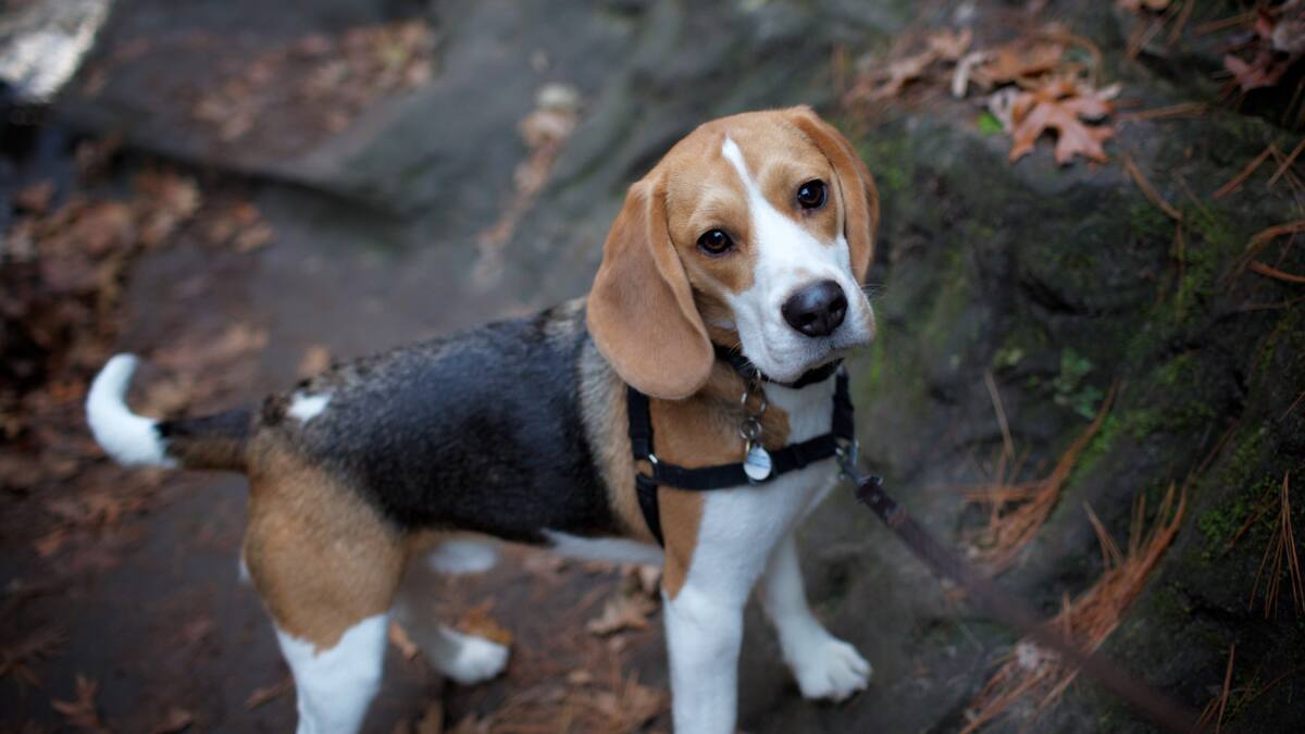 Científicos crean perros con autismo para avanzar en la investigación sobre la enfermedad. Foto: Unsplash.