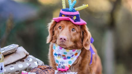 Edad de los perros. Foto: Unsplash.