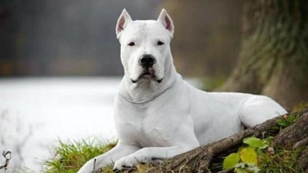 Dogo argentino