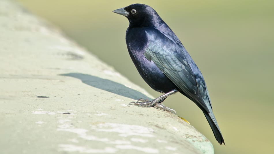 Pájaro tordo. Foto: buenosaires.gob