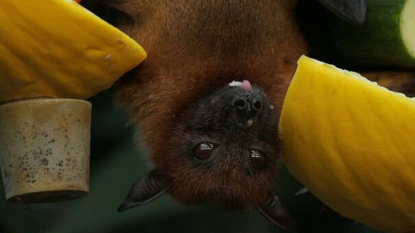 Preocupación en Australia: un hombre murió por un virus “extremadamente raro” transmitido por un murciélago