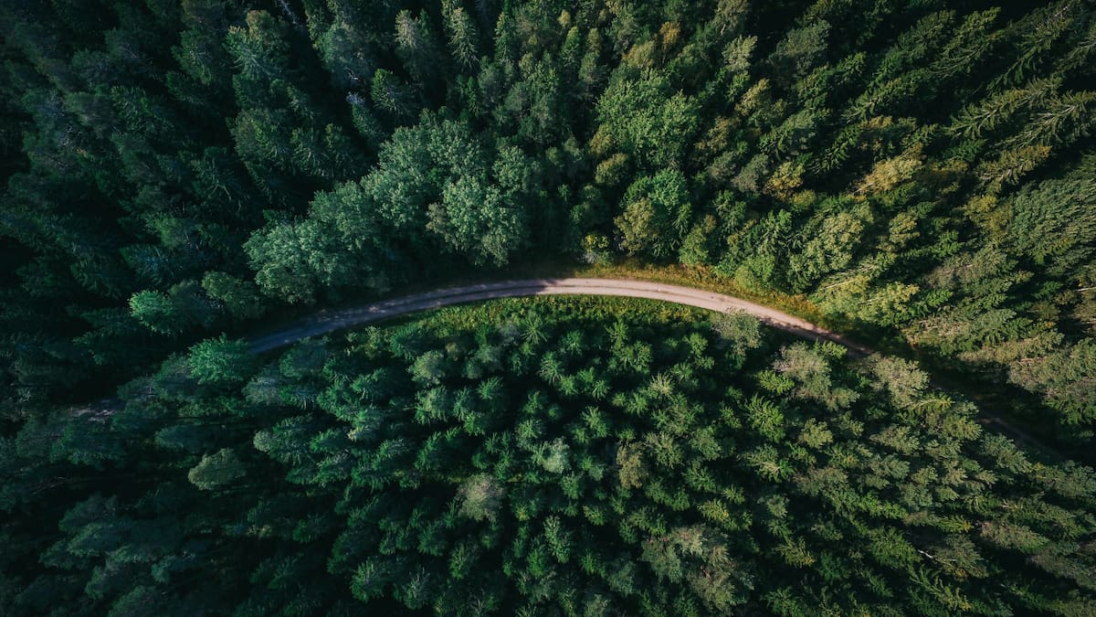 Árboles. Foto: Unsplash.