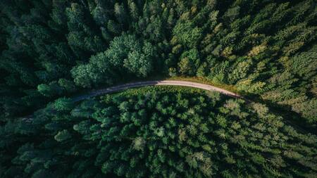 Árboles. Foto: Unsplash.