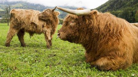 Reducir el consumo de carne. Foto: EFE