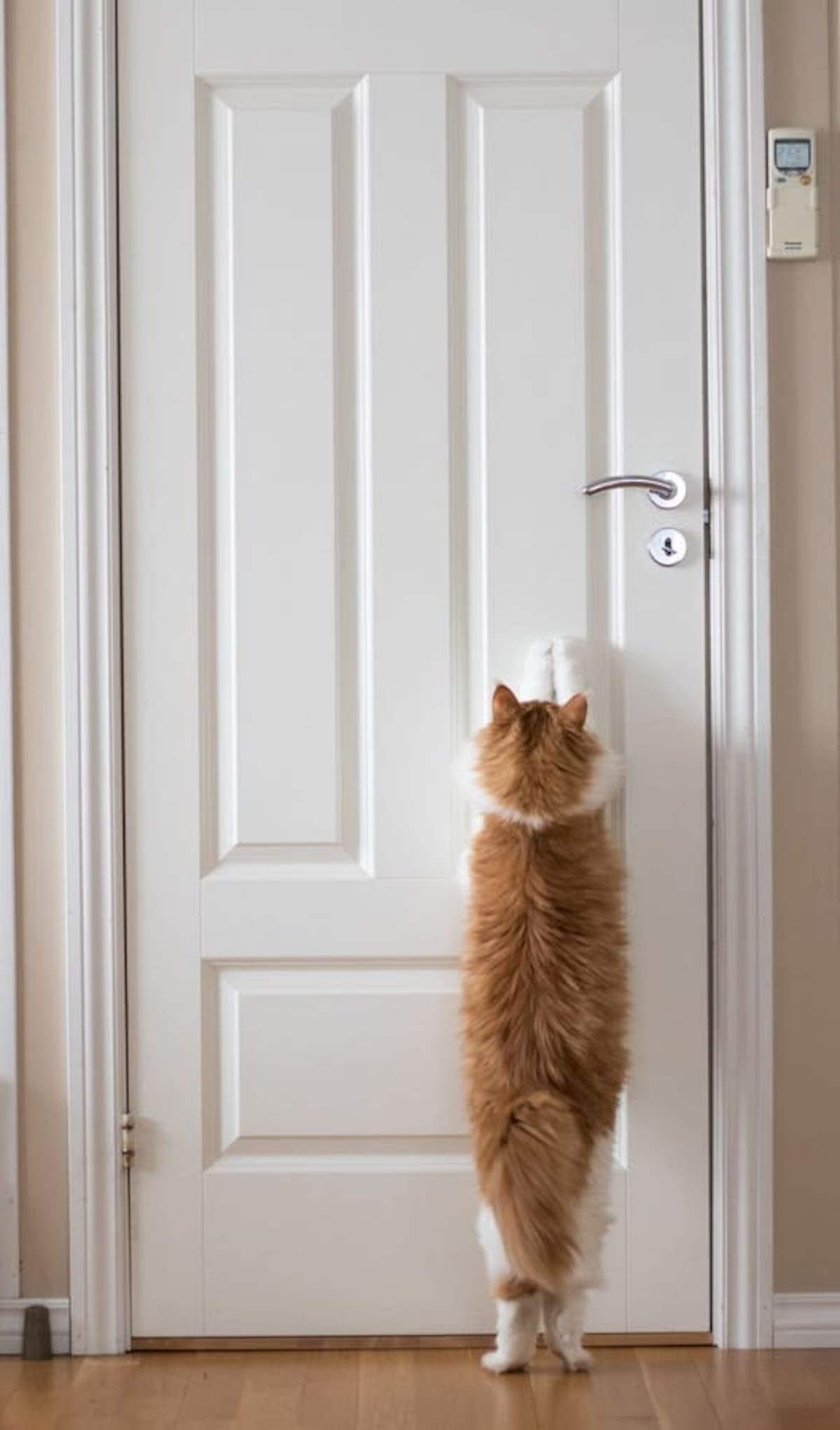 Los veterinarios revelaron la verdad: por qué tu gato corre a recibirte cuando llegás